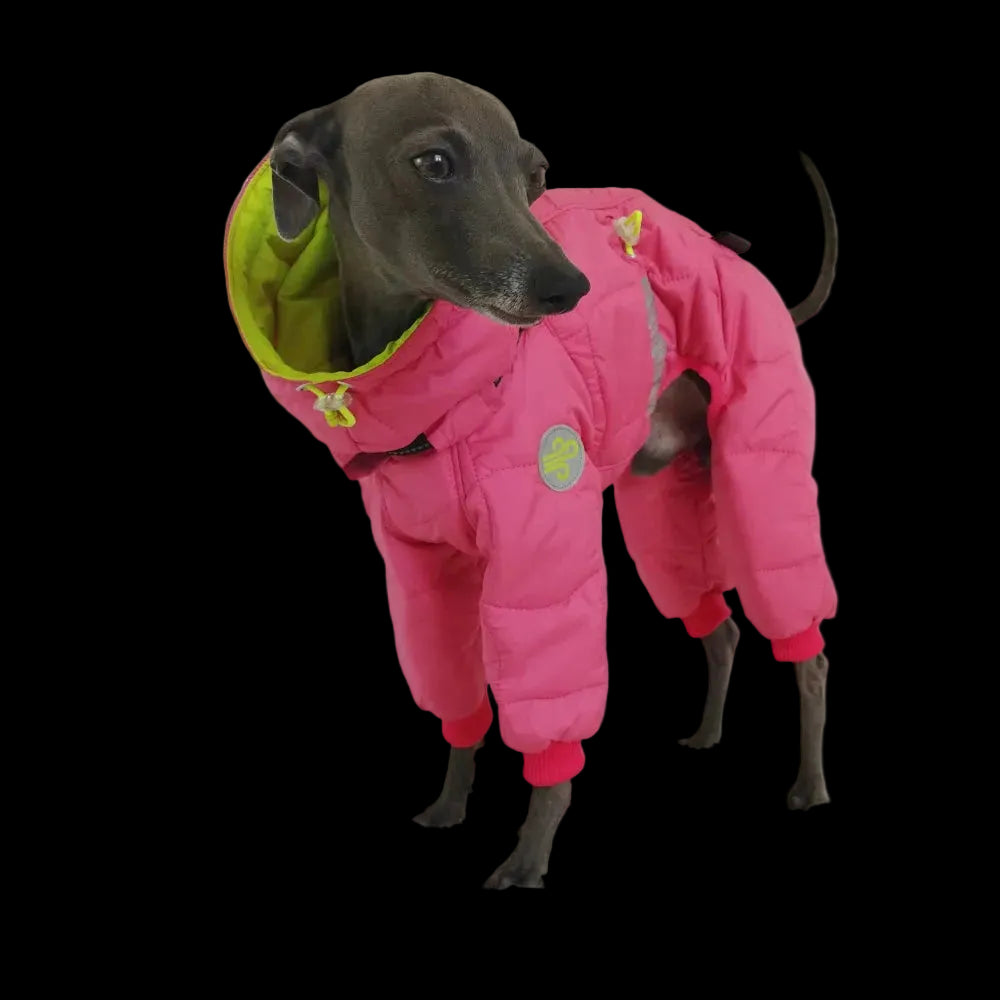 Dolce Vento Suit  limited edition